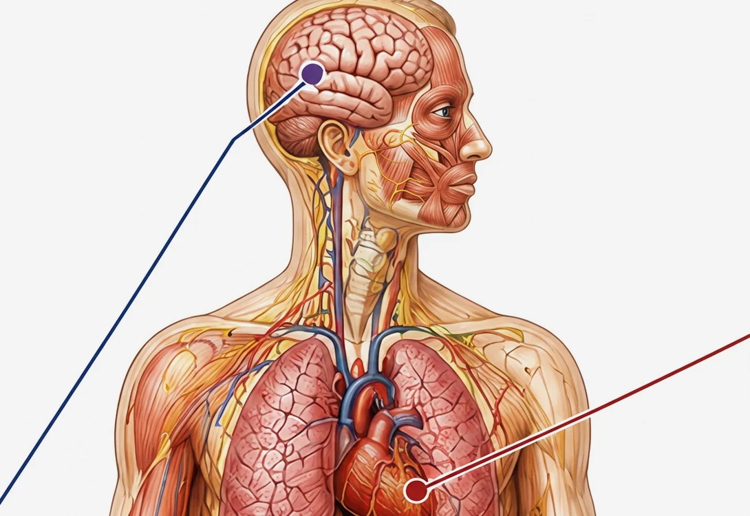 How Anxiety Shows Up in the Body